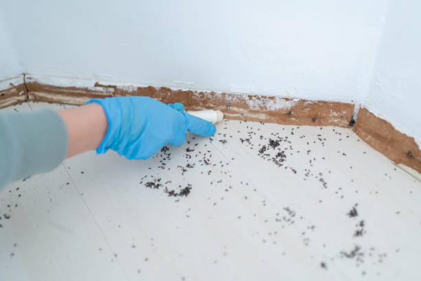 Professional Pest Control in Wyandanch, NY